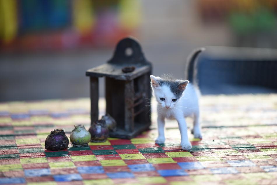 Objects Animal Domestic