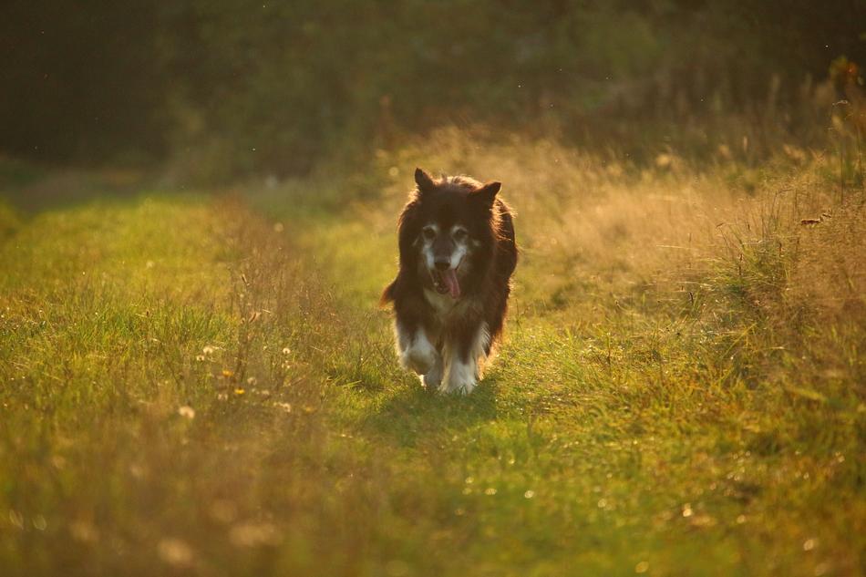 Border Dog at Autumn Nature