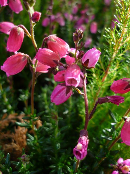 Flower Erika Tiny