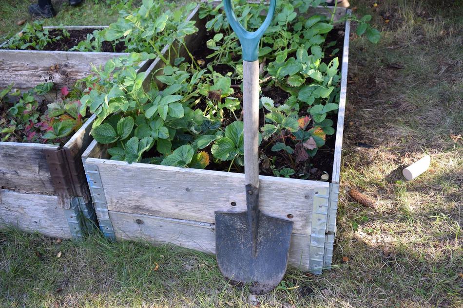 shovel near the garden box