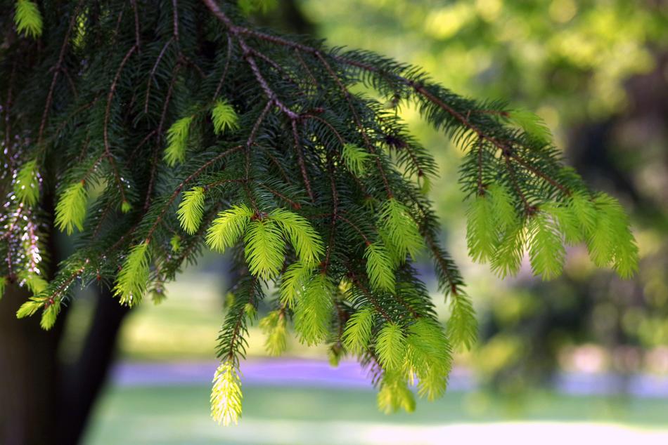 Spruce Twigs Young