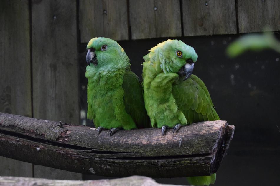Amazons Parrot Bird