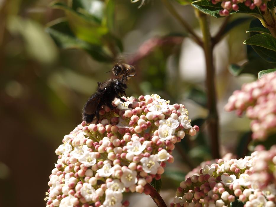 Insect In