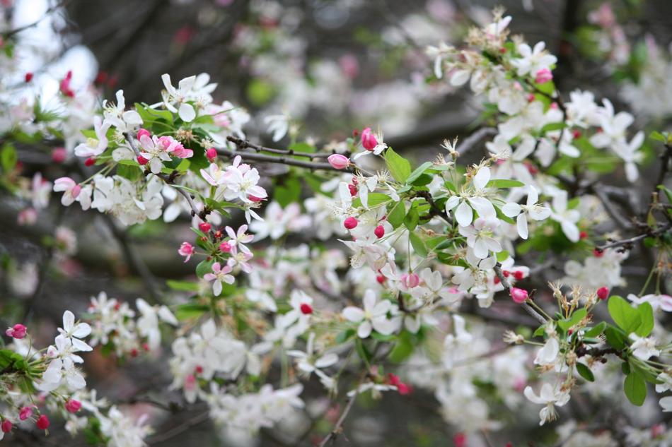 Nature Spring Bloom