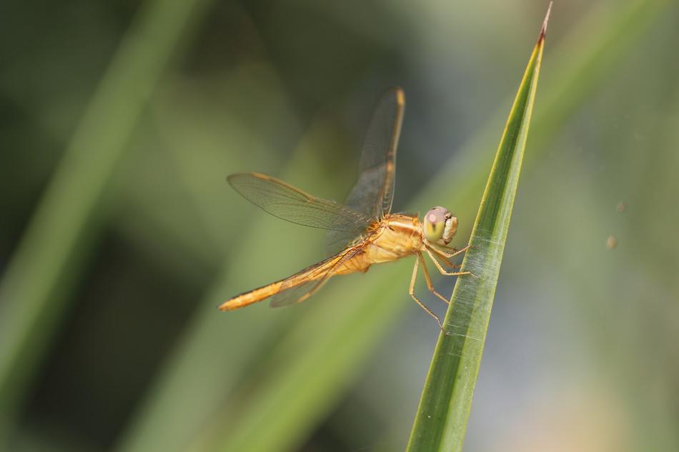 insect on grass in nature