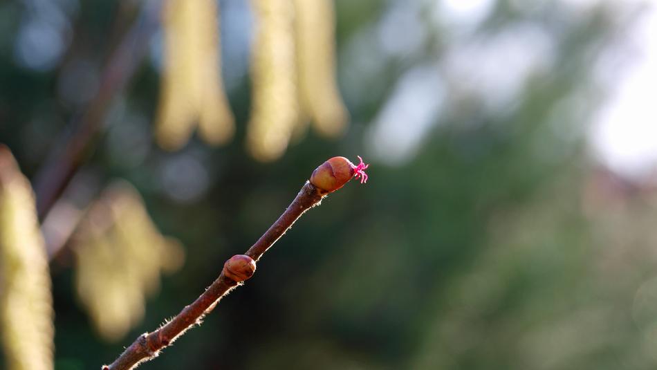 sprout on a tree branch in spring