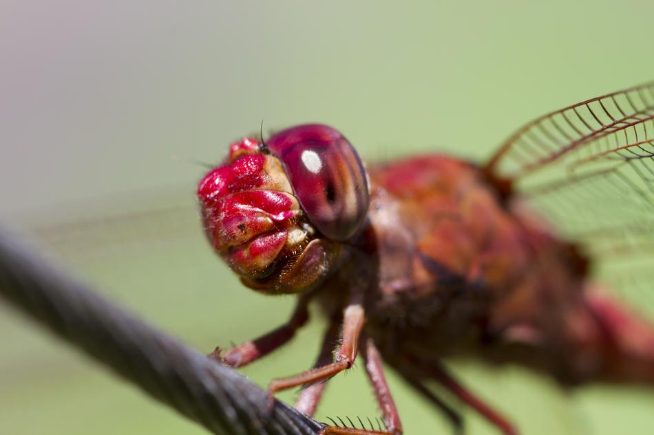 Dragonfly Insect Garden