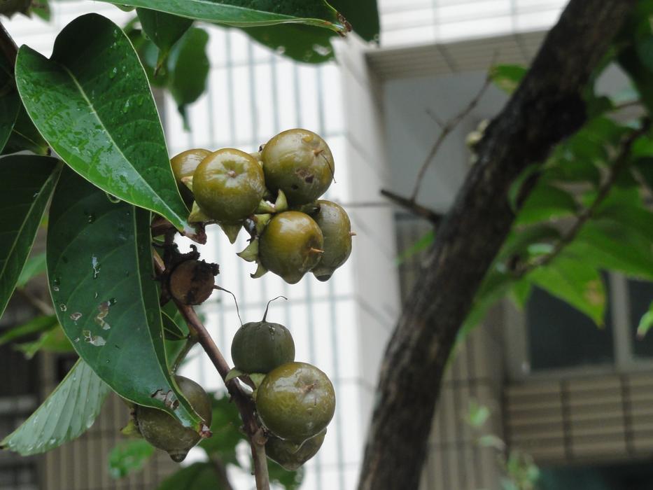 natural Plants in the Garden
