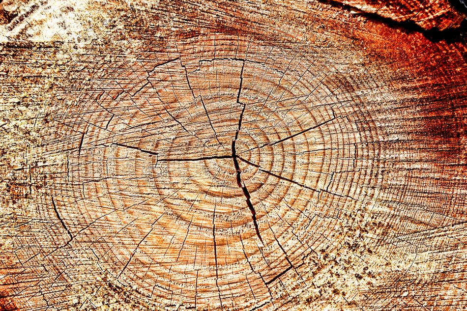Close-up of the beautiful and colorful wood log with rings