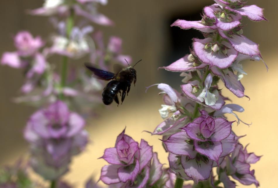 Bee in Flight near flowers, Pollination