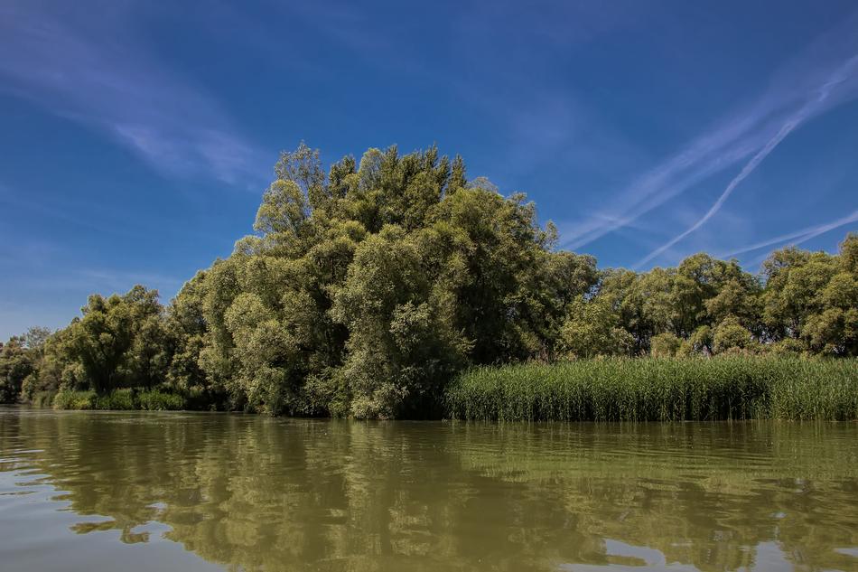green trees on the banks of the Danube river in Slovakia