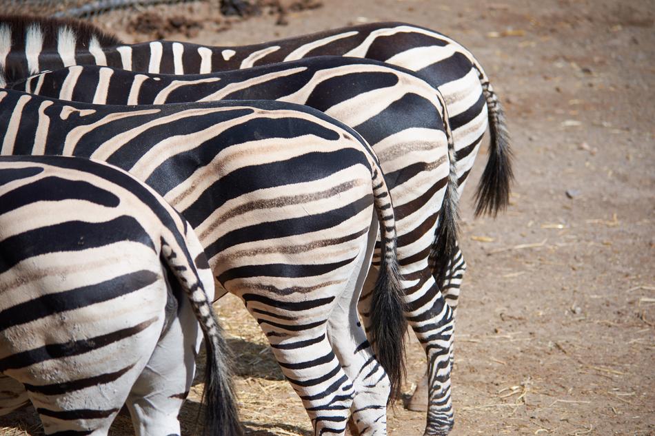 Zebra Butt Eat Black And
