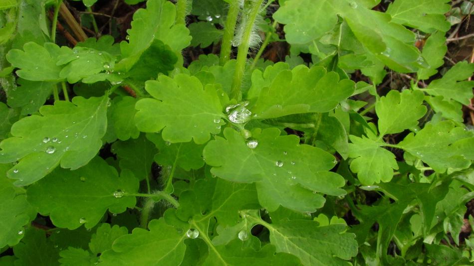 Nature Rosa Drops