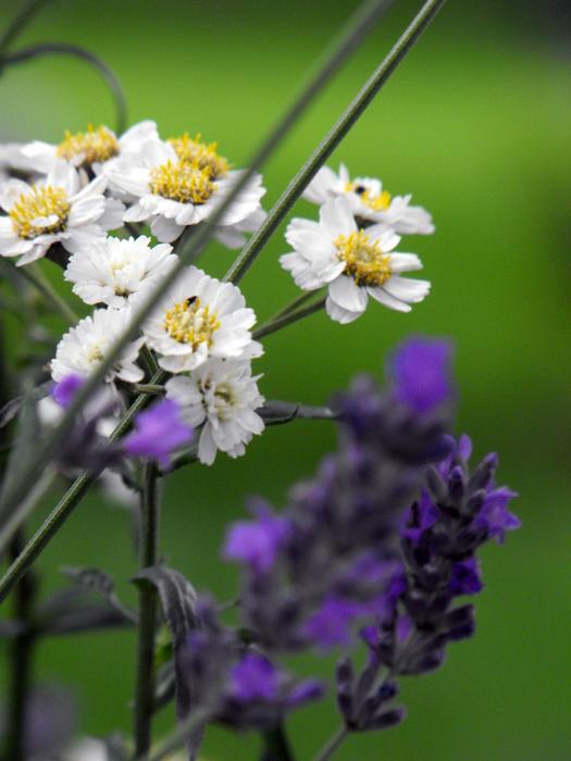 Lavender Flower Plant
