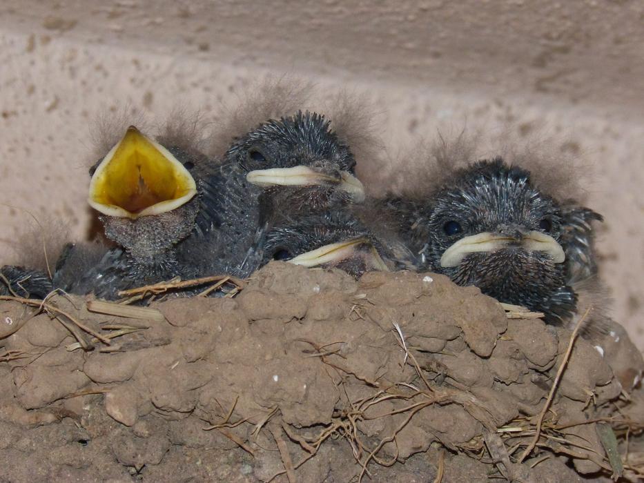 screaming chicks are cute