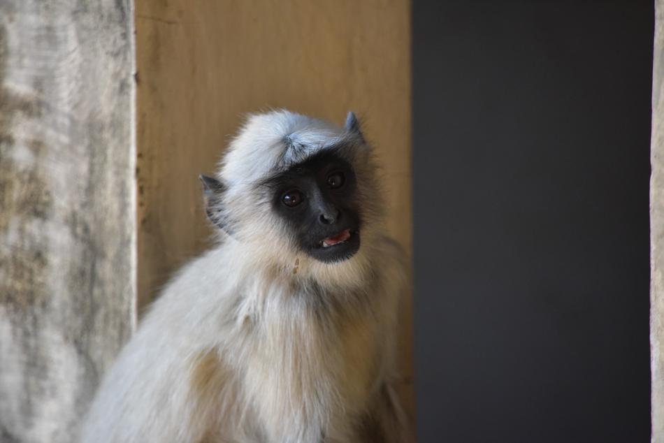 Monkey Life Animal
