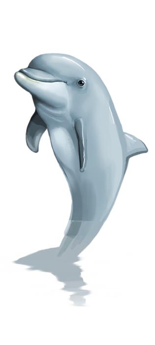 dolphin png mammal