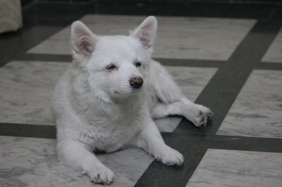 Dog Pommerian White
