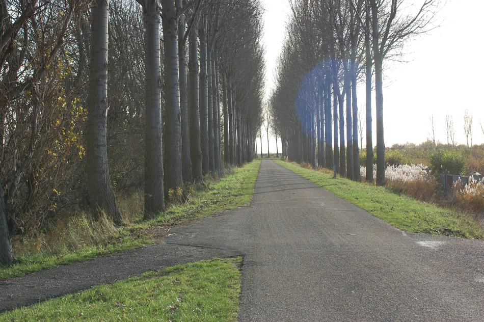 trees park road