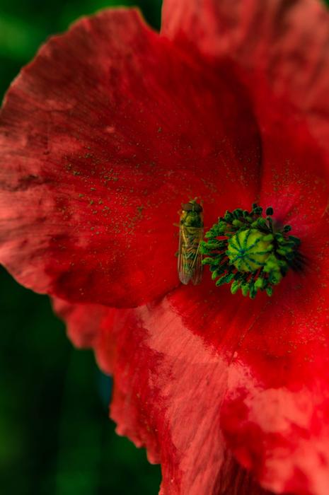 Close Up Insect Blossom