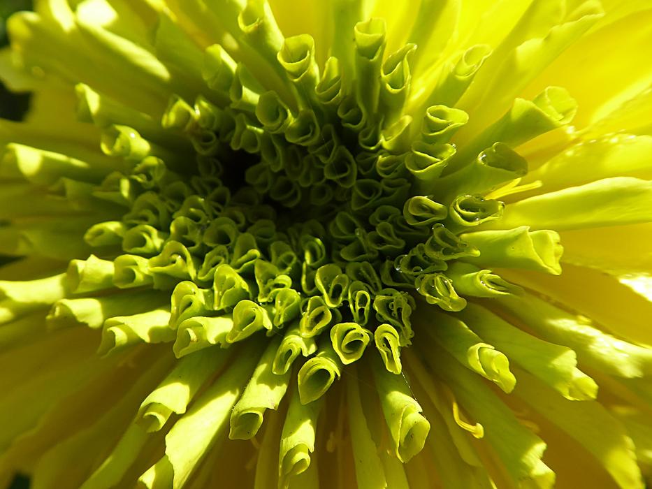 macro snapshot of a yellow flower
