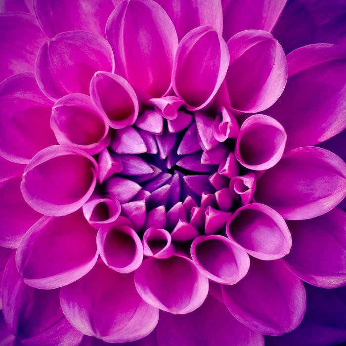 purple beautiful flower background