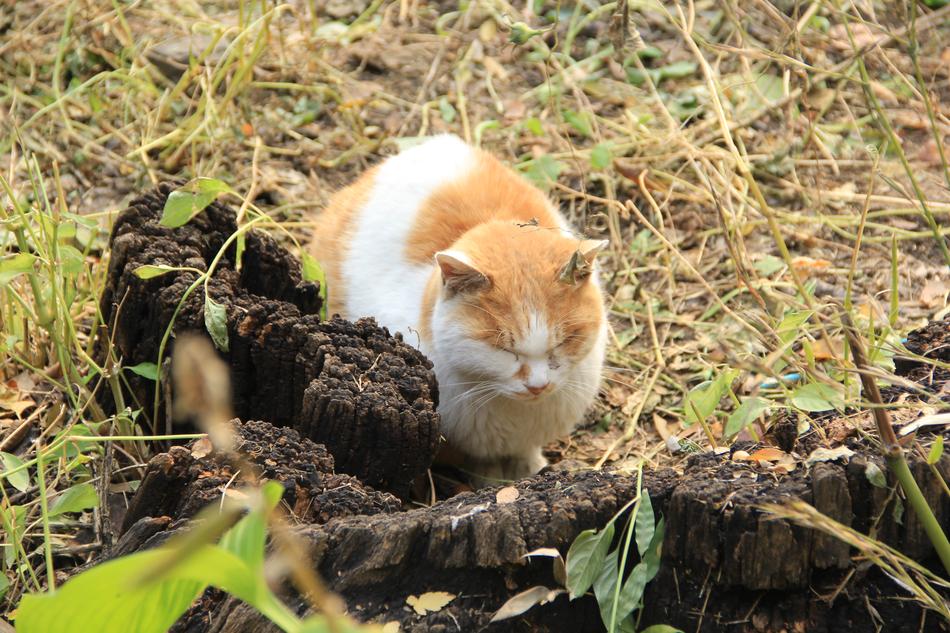 red-white cat sleeping in the backyard