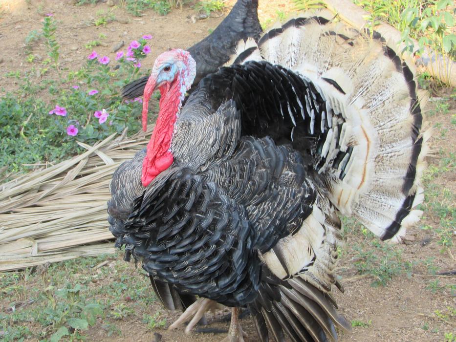 Turkey Birds Colorful