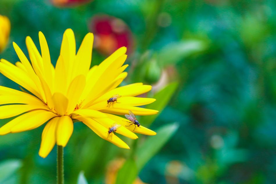 insects on a yellow flower bud