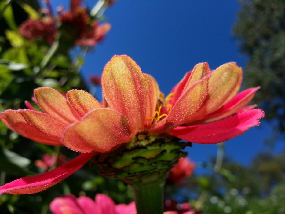 Zinnia Summer Flower