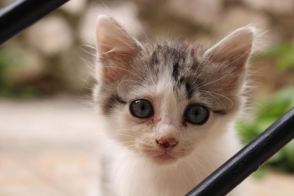 Cat Animal Kitten