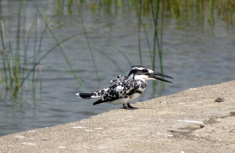 Kingfisher Pied Ceryle