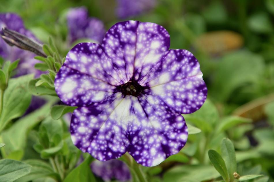 Flowers Petunia Nature
