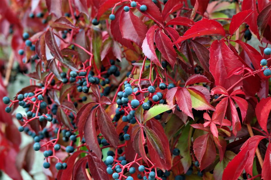 red leaves with berries on a branch