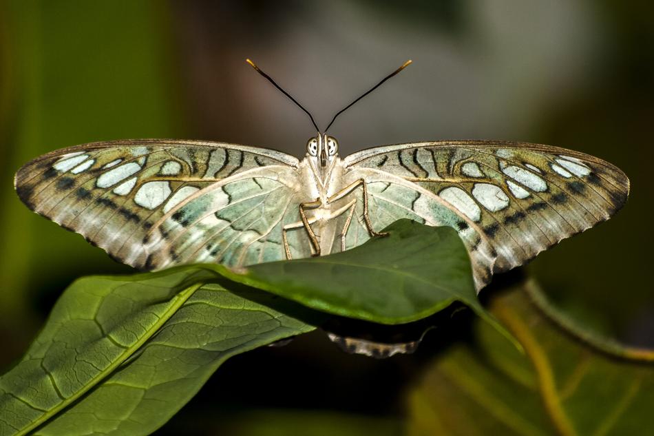 Butterfly Insect Nature