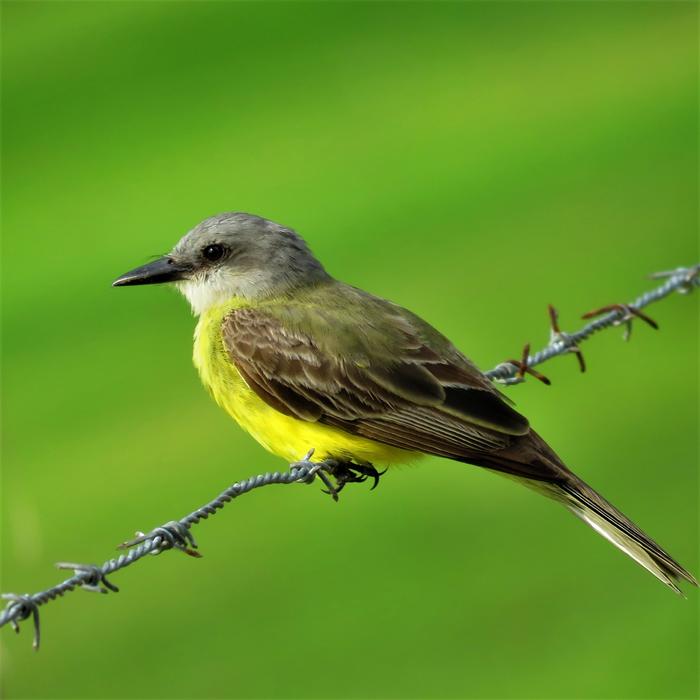 Bird Yellow Barbed