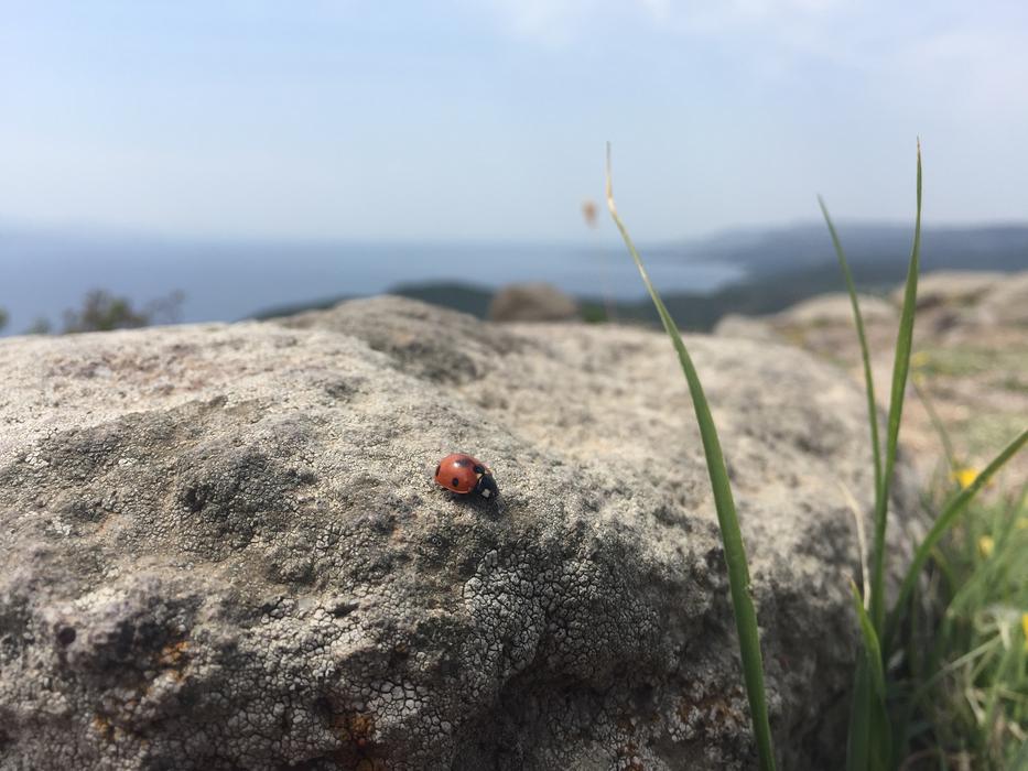 ladybug on a rock