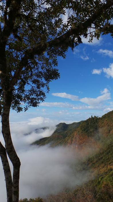 green tree, fog, mountains