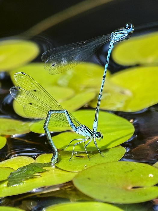 Azure Bridesmaid Dragonfly Insect