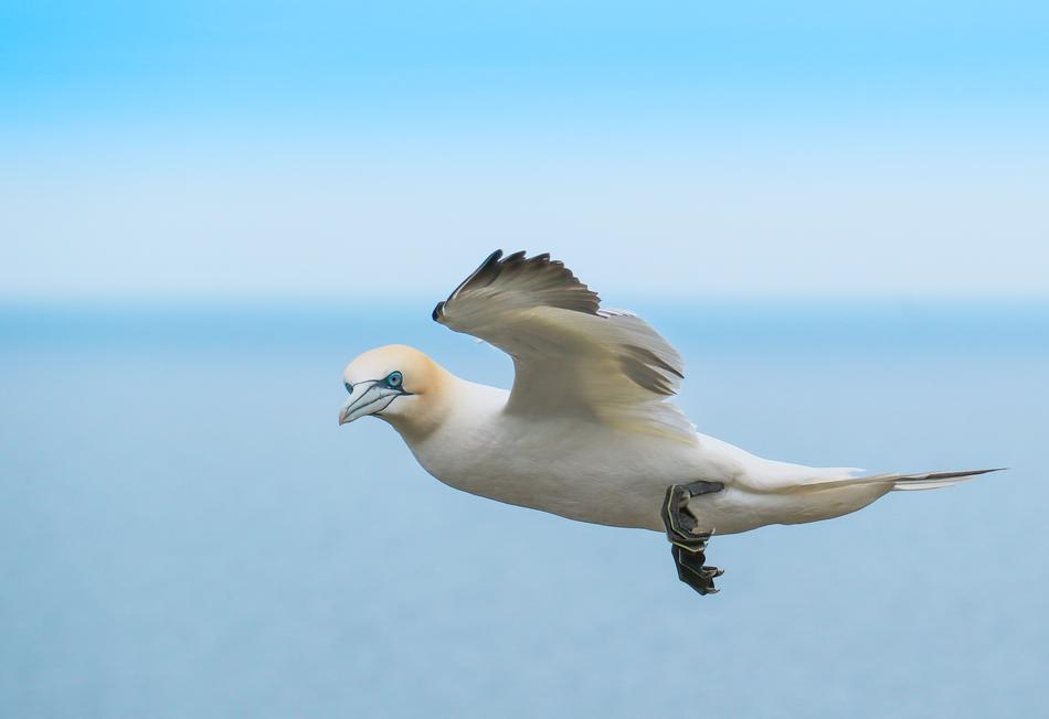 Gannett Bird In Flight Yorkshire