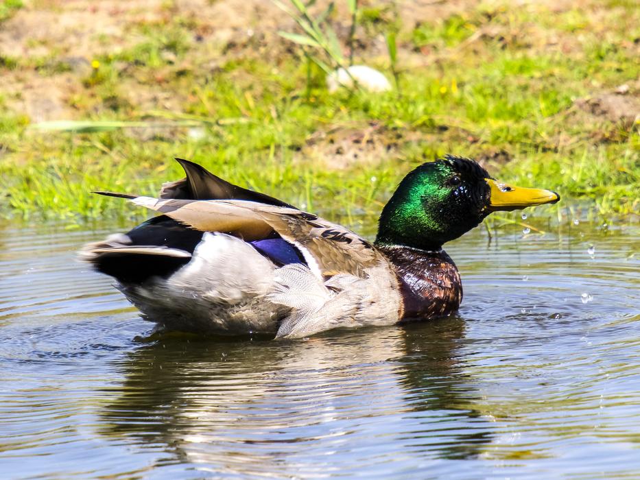Duck Mallard Bird in Water