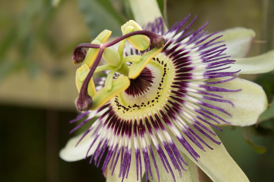 Passionflower Stamens Petals