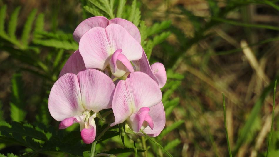 pink flowers in the field