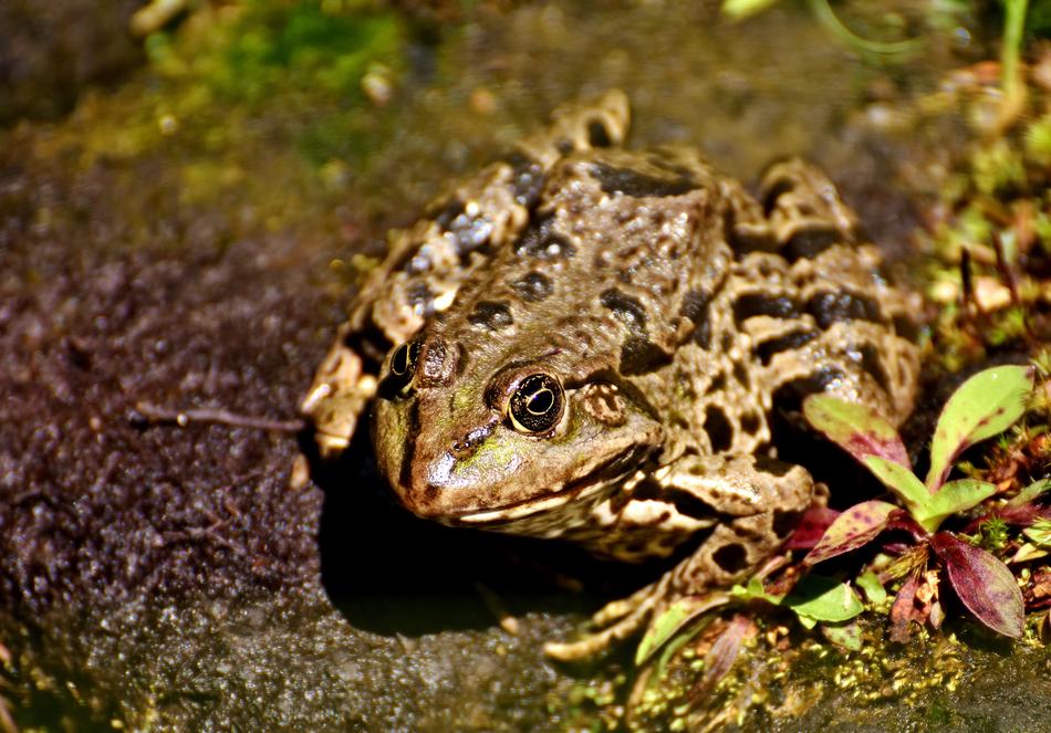 Frog Pond Animal Water