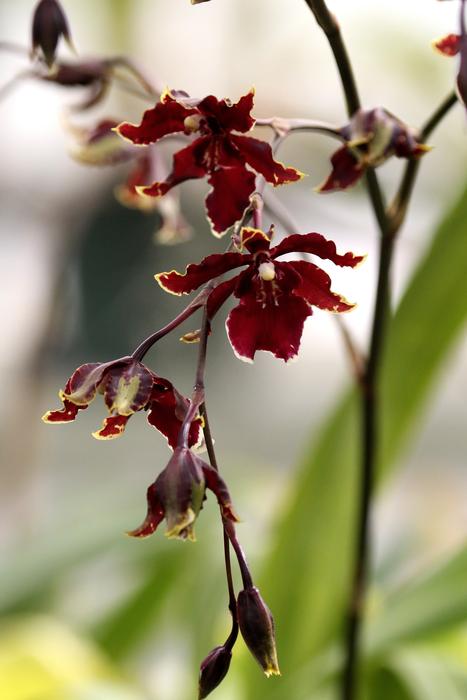 Dried flowers on a branch