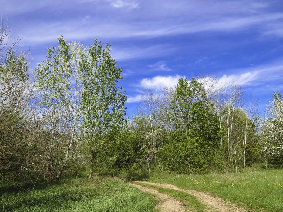Road Forest Summer
