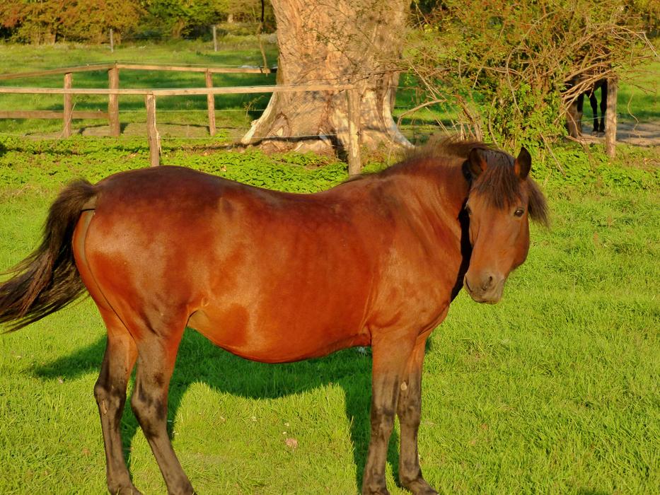 Horse Hucul Animal