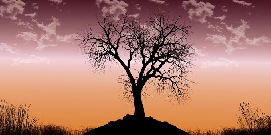 Tree Nature Landscape Old