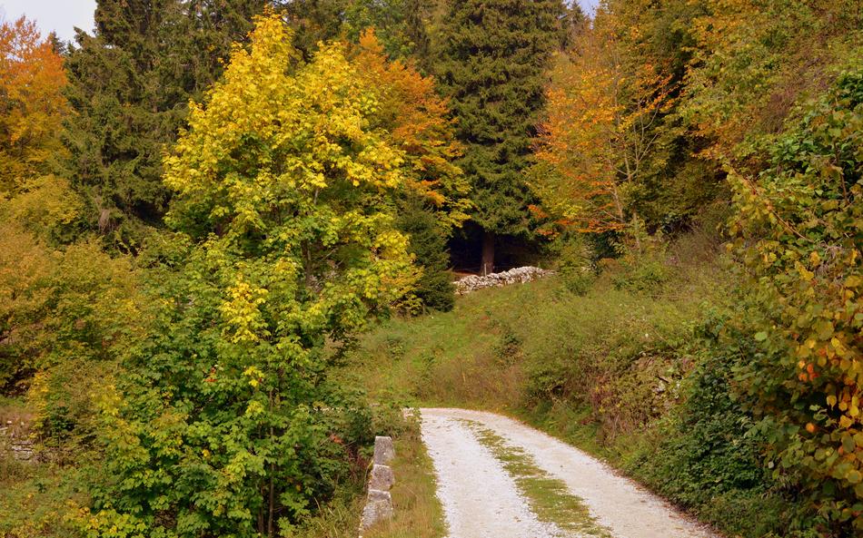 Trail Forest Autumn The European