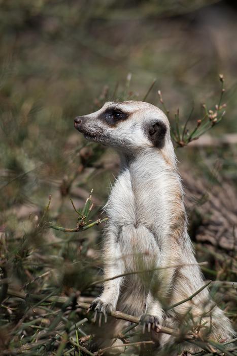 Meerkat Wildlife Animal